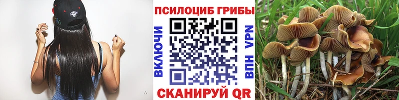 Галлюциногенные грибы Psilocybe  Купить где  Мыски 